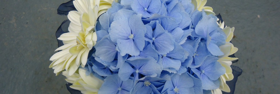 Blue hydrangea with ivory gerbera and navy ribbon collar