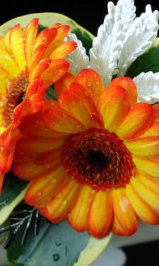 Gerbera handbag corsage