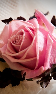 Rose buttonhole with purple pittosporum
